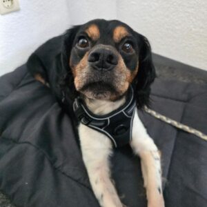 PAWLU