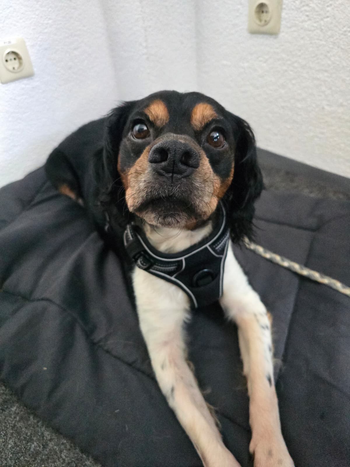 Pawlu