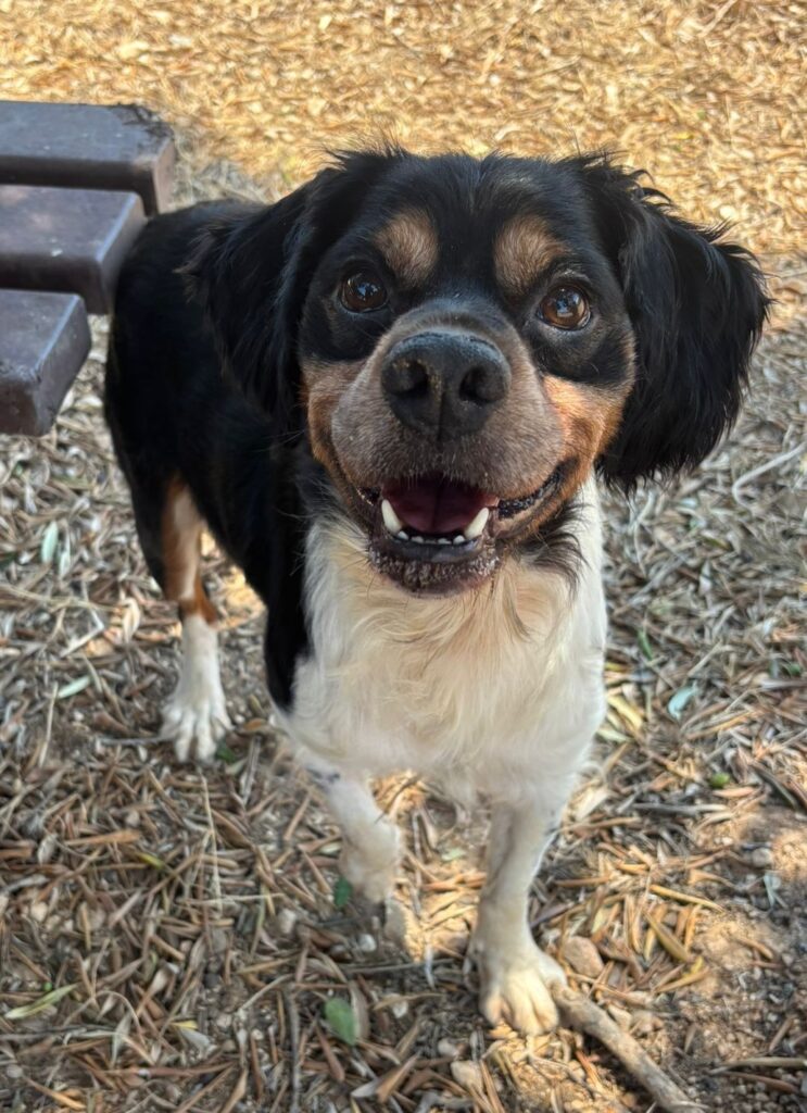 PAWLU