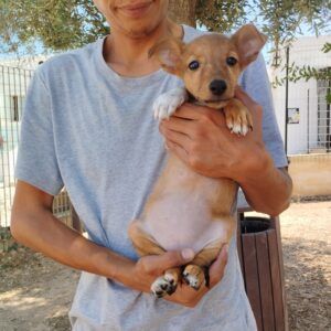 ANNA