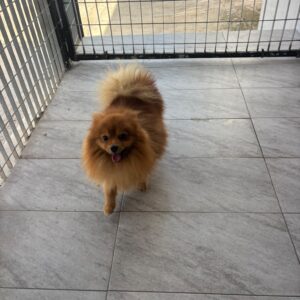 Diego