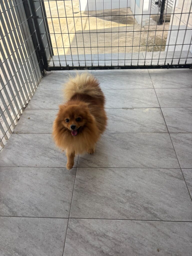 Diego