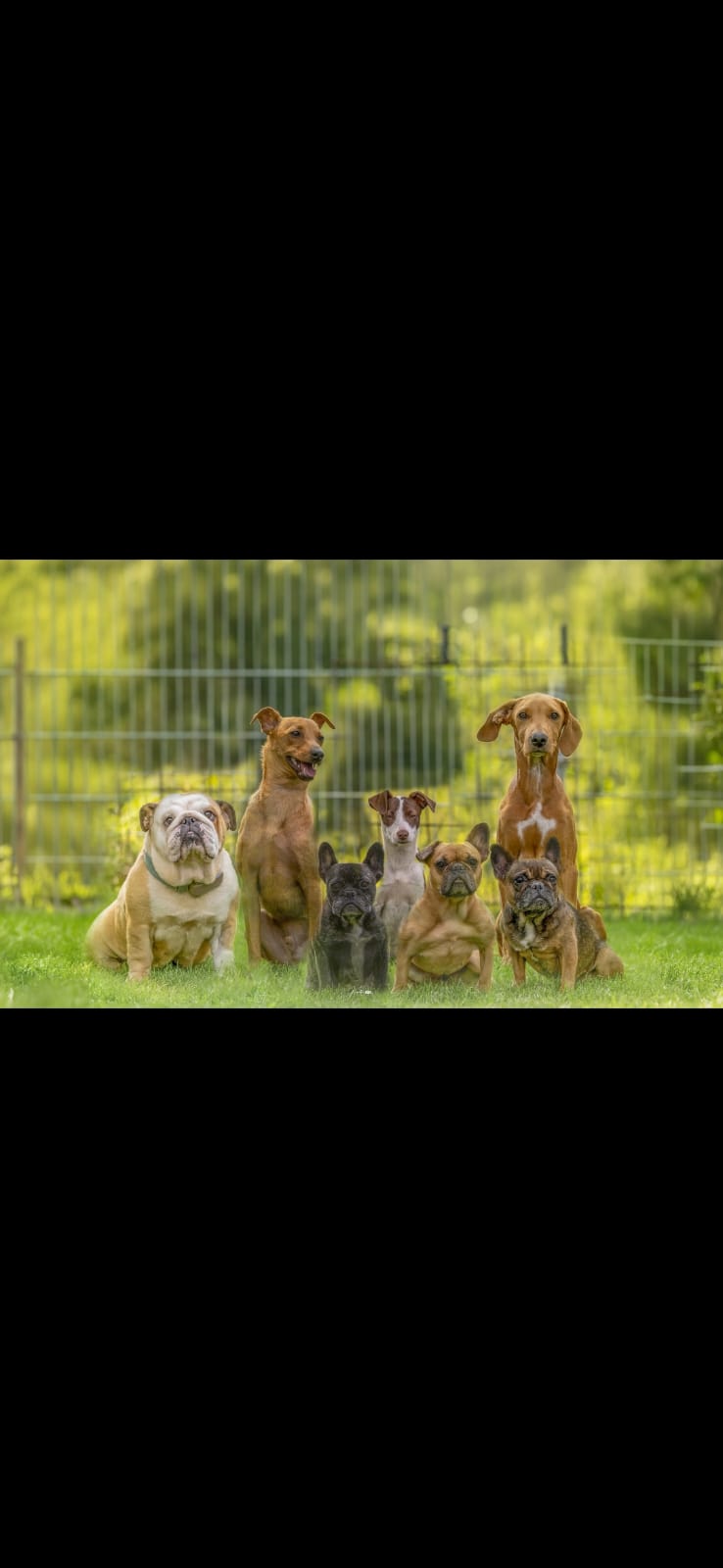 Die Glückspfötchen-Hunde von Malta
